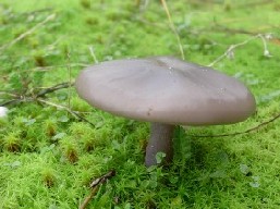 Tarte fine aux champignons<br>Simple et délicieux